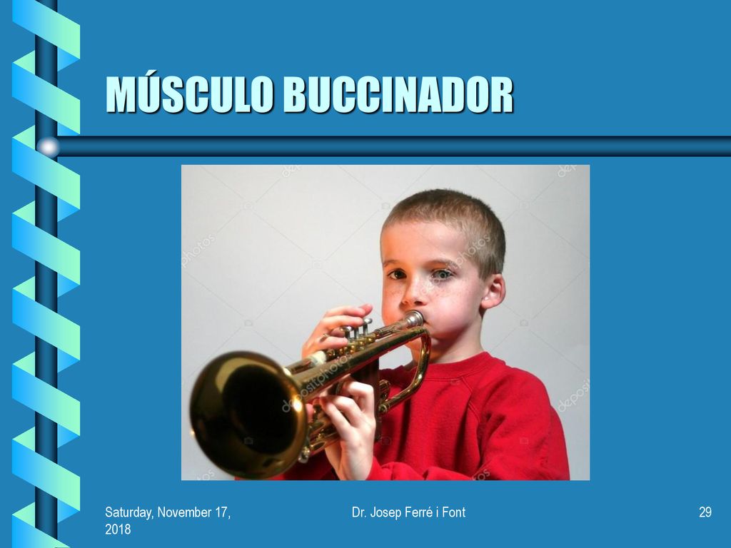 MÚSCULO BUCCINADOR Saturday, November 17, 2018Saturday, November 17, 2018 Dr. Josep Ferré i Font