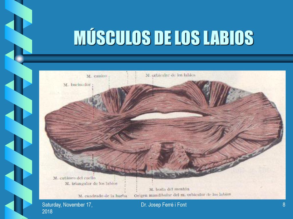 MÚSCULOS DE LOS LABIOS Saturday, November 17, 2018Saturday, November 17, 2018.