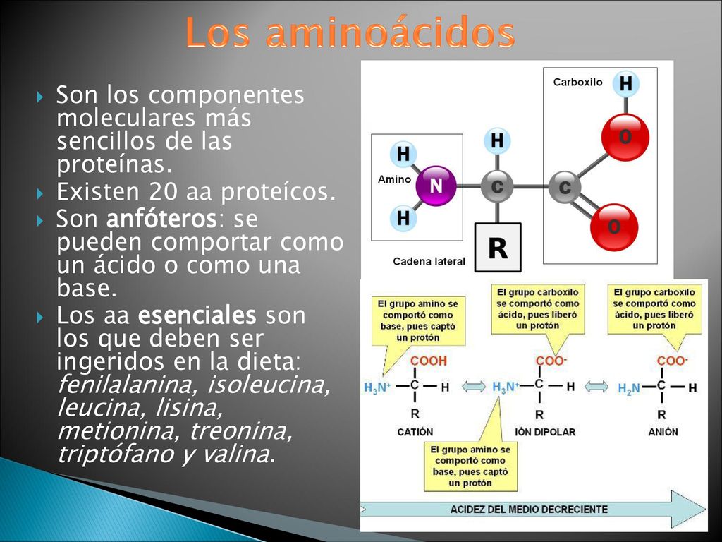 Los aminoácidos Son los componentes moleculares más sencillos de las proteínas. Existen 20 aa proteícos.