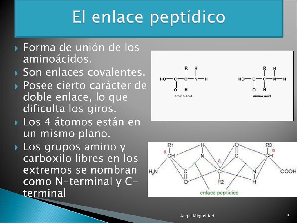El enlace peptídico Forma de unión de los aminoácidos.