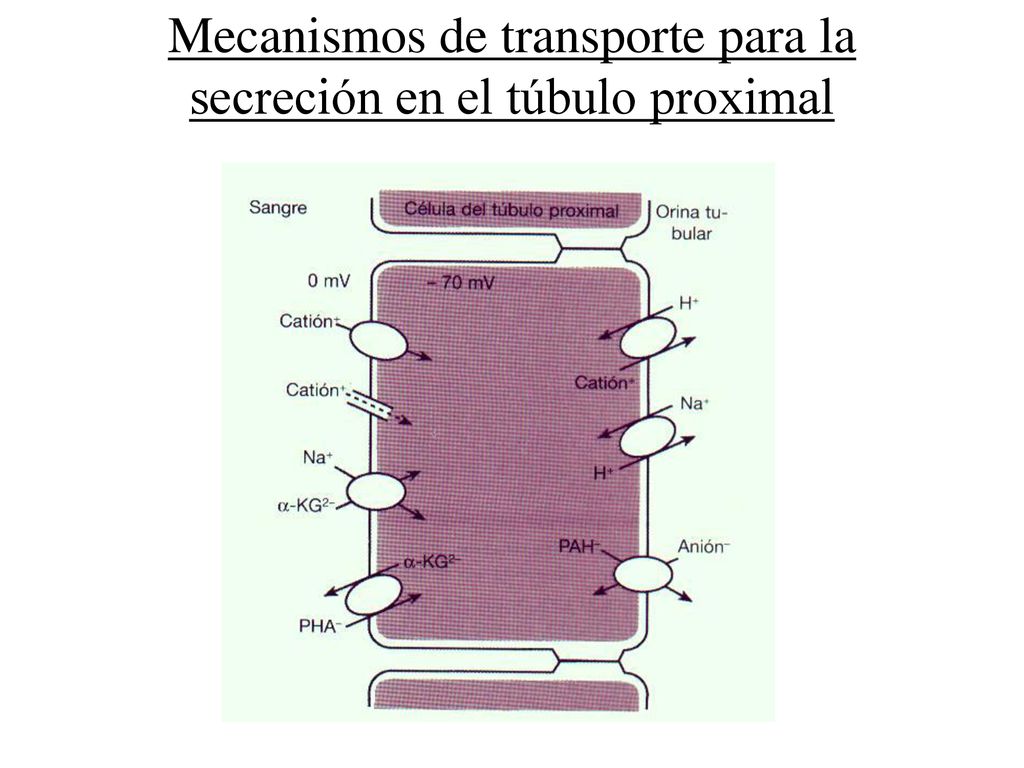 Mecanismos de transporte para la secreción en el túbulo proximal