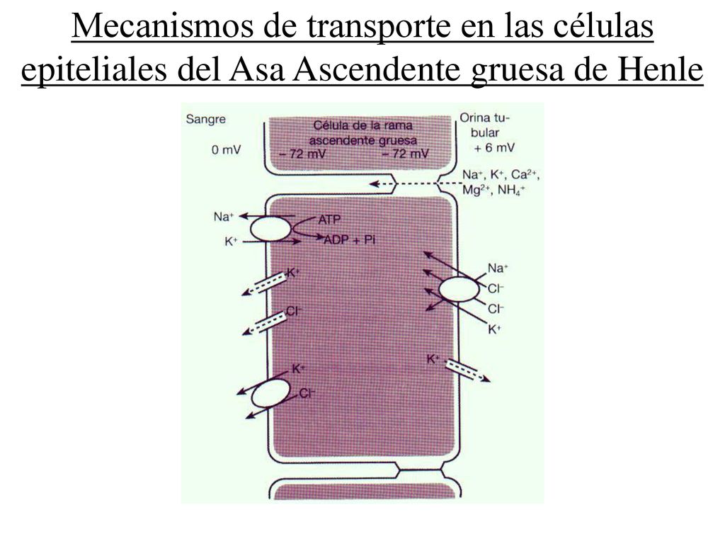 Mecanismos de transporte en las células epiteliales del Asa Ascendente gruesa de Henle