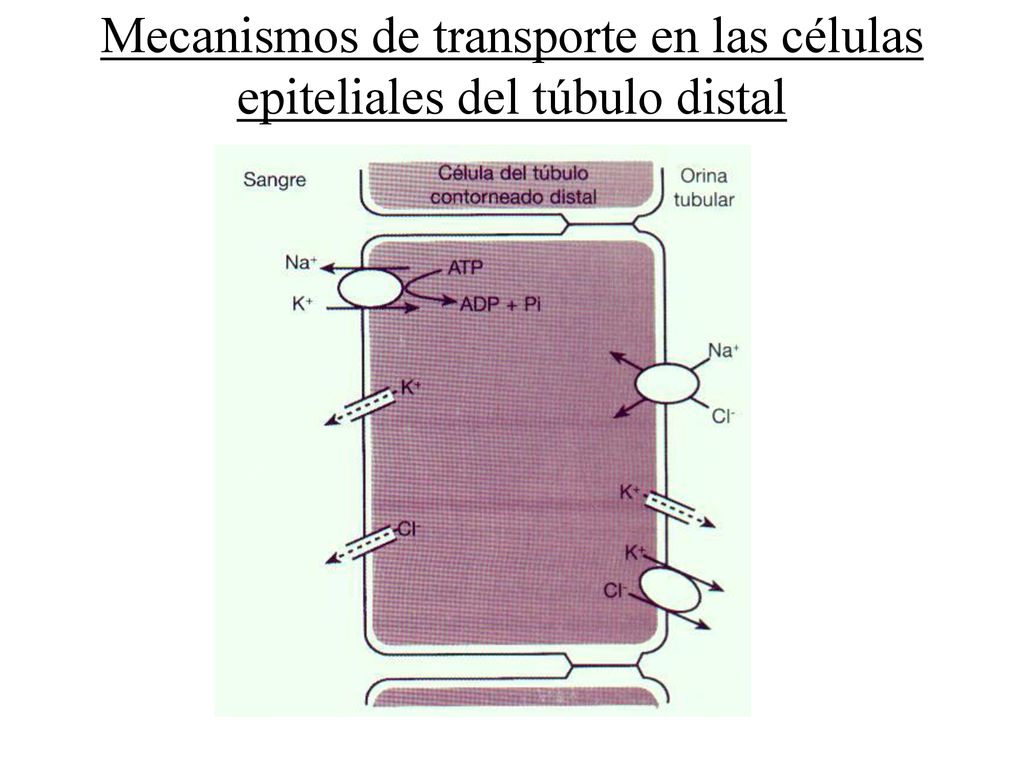 Mecanismos de transporte en las células epiteliales del túbulo distal