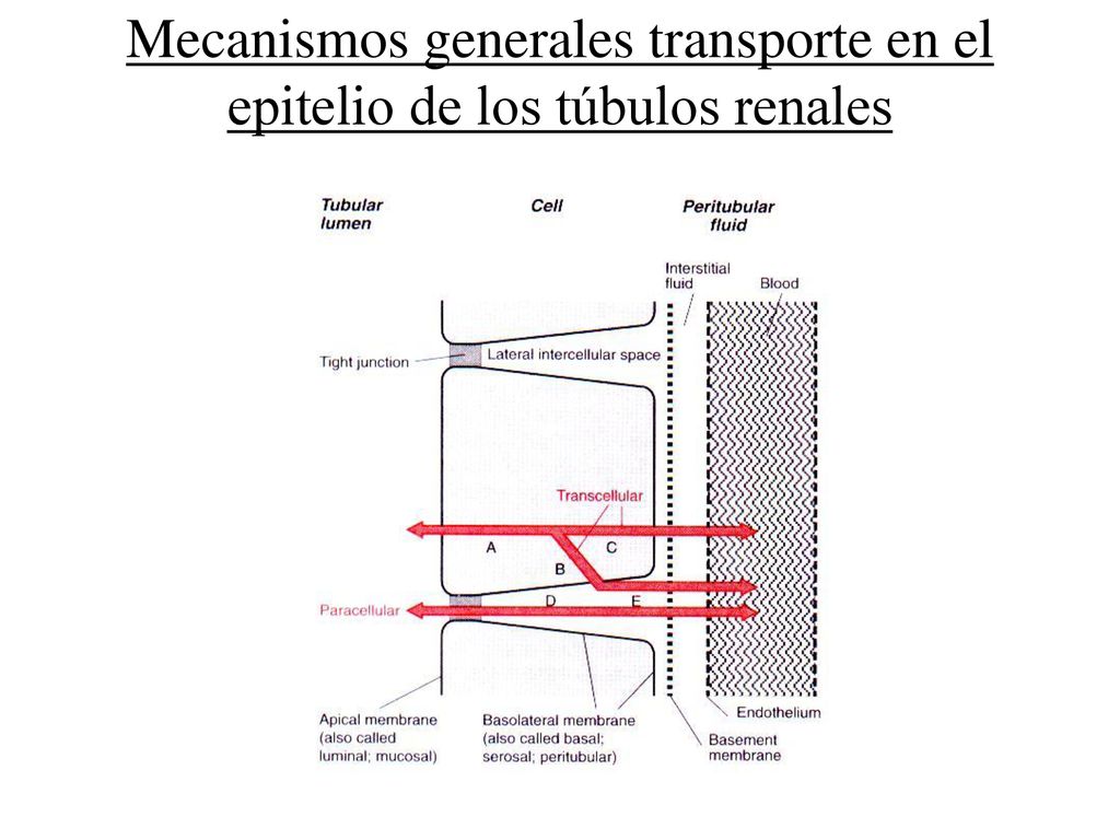Mecanismos generales transporte en el epitelio de los túbulos renales
