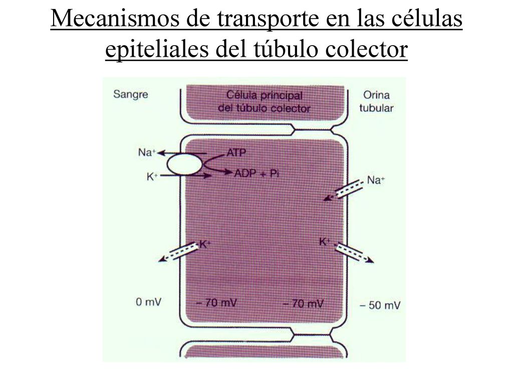 Mecanismos de transporte en las células epiteliales del túbulo colector