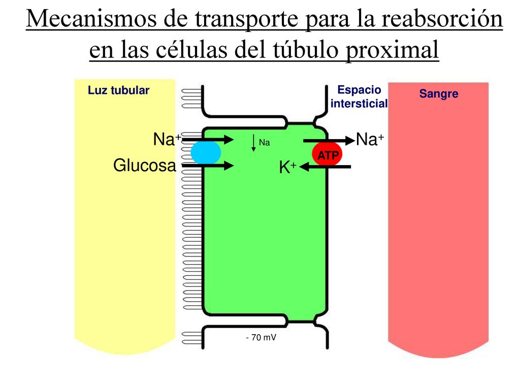 Mecanismos de transporte para la reabsorción en las células del túbulo proximal