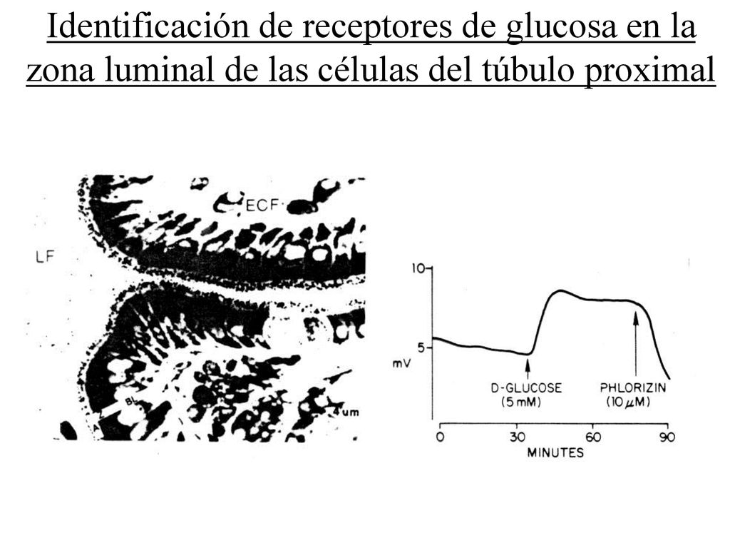 Identificación de receptores de glucosa en la zona luminal de las células del túbulo proximal
