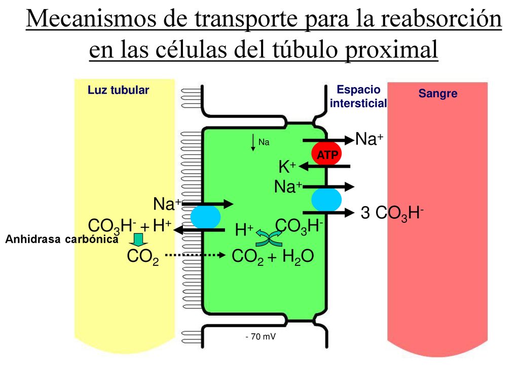 Mecanismos de transporte para la reabsorción en las células del túbulo proximal
