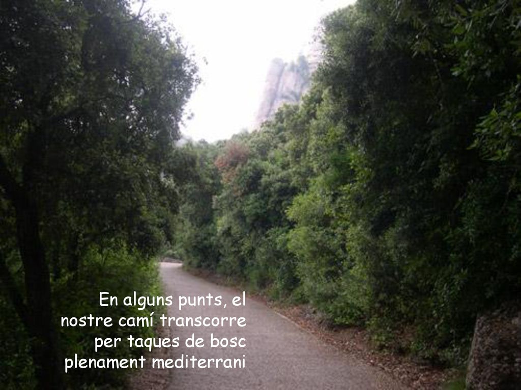 En alguns punts, el nostre camí transcorre per taques de bosc plenament mediterrani