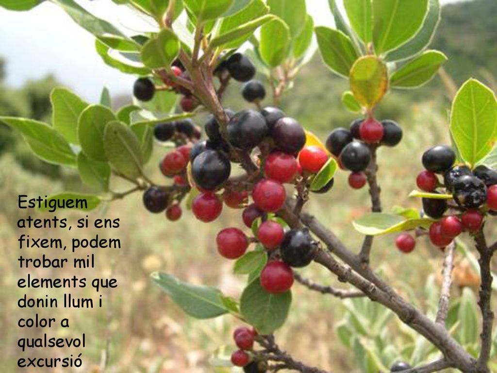 Estiguem atents, si ens fixem, podem trobar mil elements que donin llum i color a qualsevol excursió