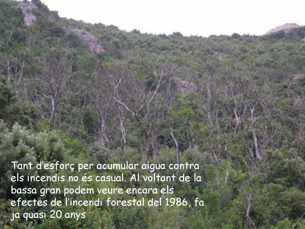 Tant d’esforç per acumular aigua contra els incendis no és casual