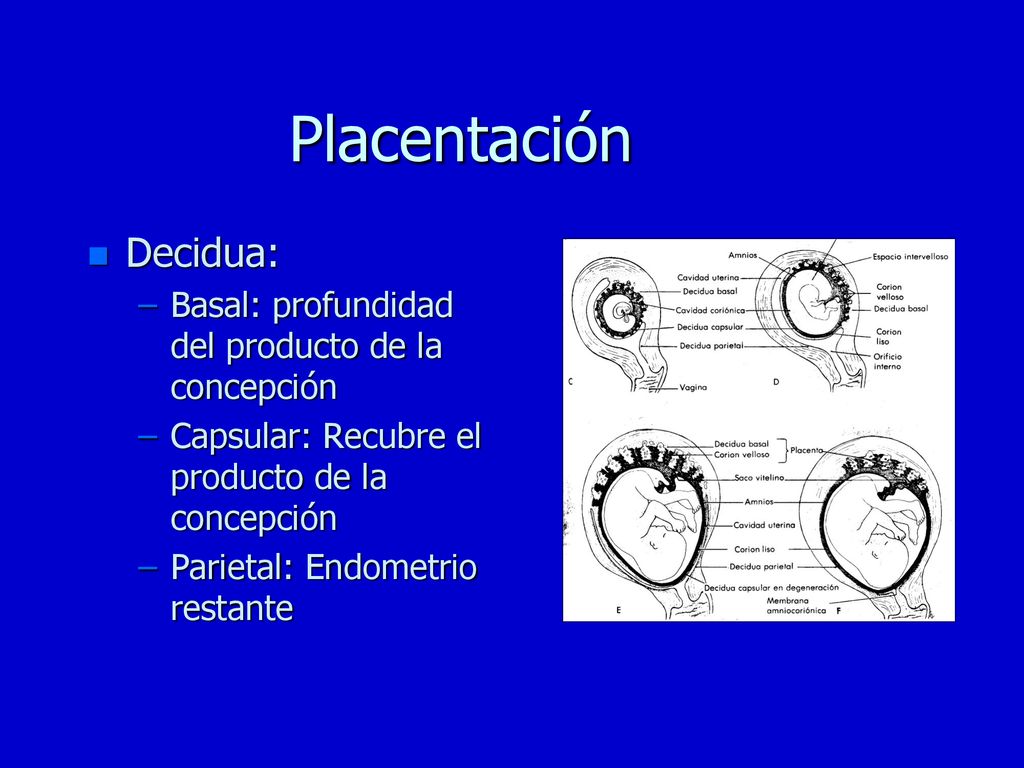 Placentación Decidua: Basal: profundidad del producto de la concepción
