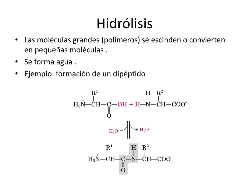 Hidrólisis Las moléculas grandes (polímeros) se escinden o convierten en pequeñas moléculas . Se forma agua .