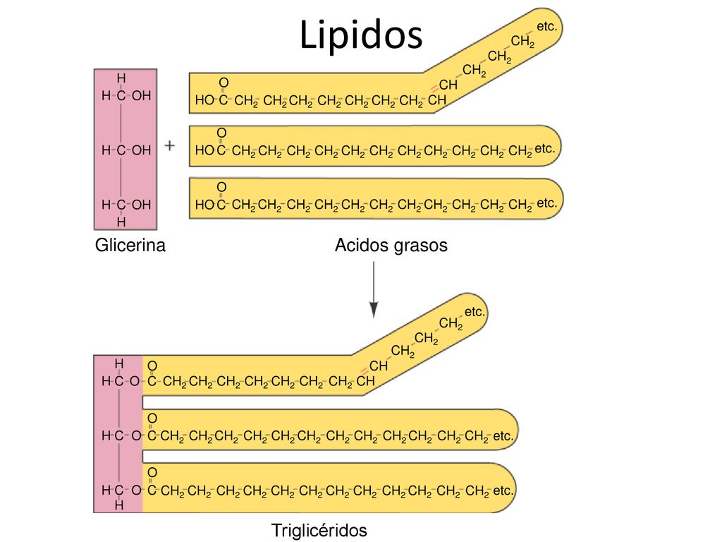 Lipidos Glicerina Acidos grasos Triglicéridos C OH H C O HO CH etc.