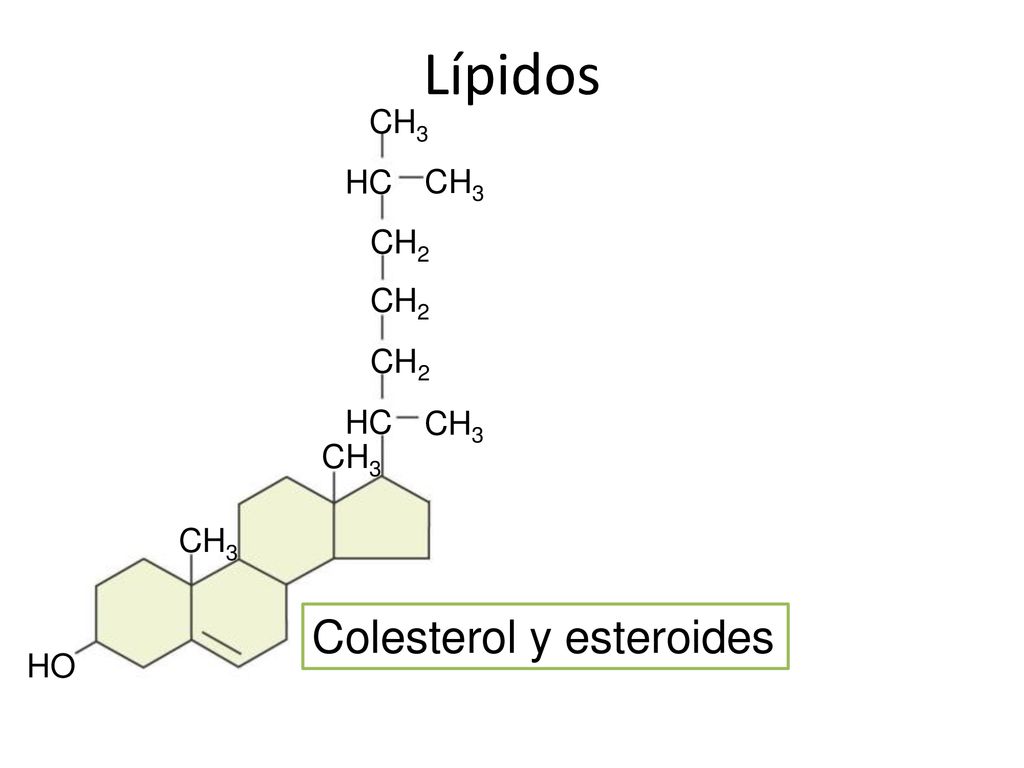 Lípidos Colesterol y esteroides CH3 HC CH3 CH2 CH2 CH2 HC CH3 CH3 CH3