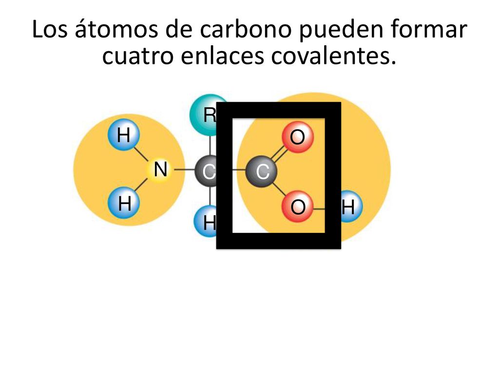 Los átomos de carbono pueden formar cuatro enlaces covalentes.