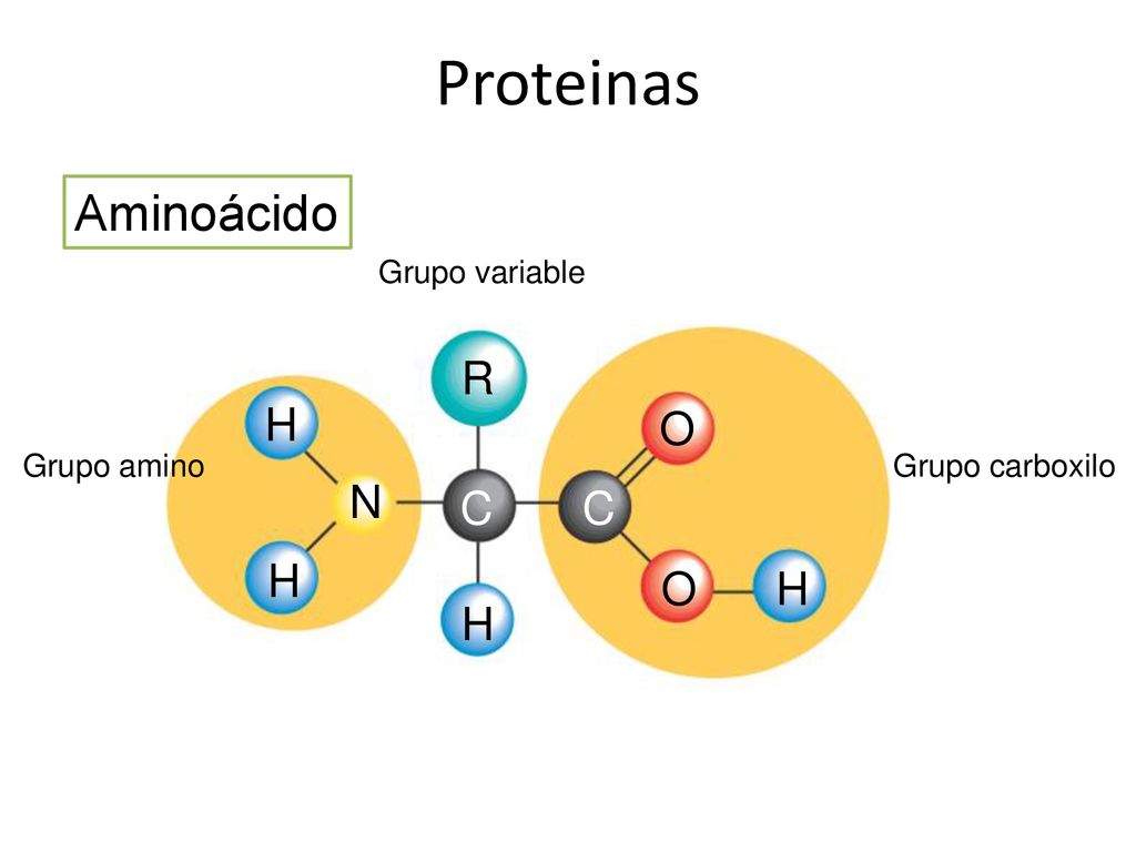 Proteinas Aminoácido R O N C H Grupo amino Grupo variable