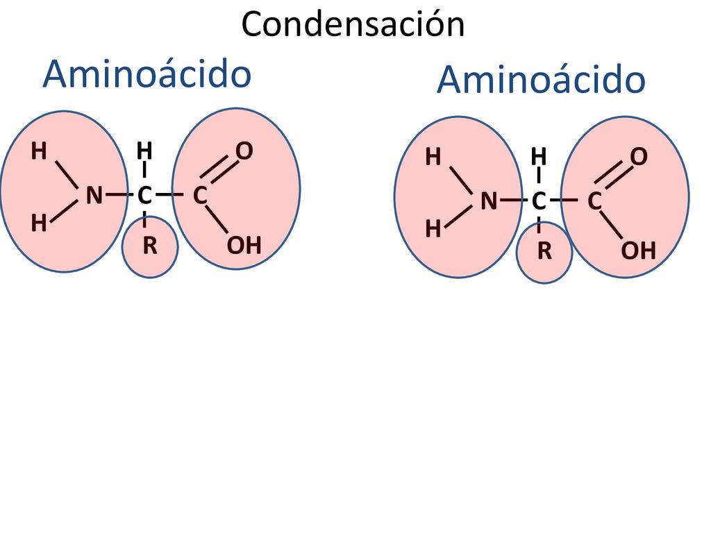 Aminoácido Aminoácido Condensación H H O H H O N C C N C C H H R OH R