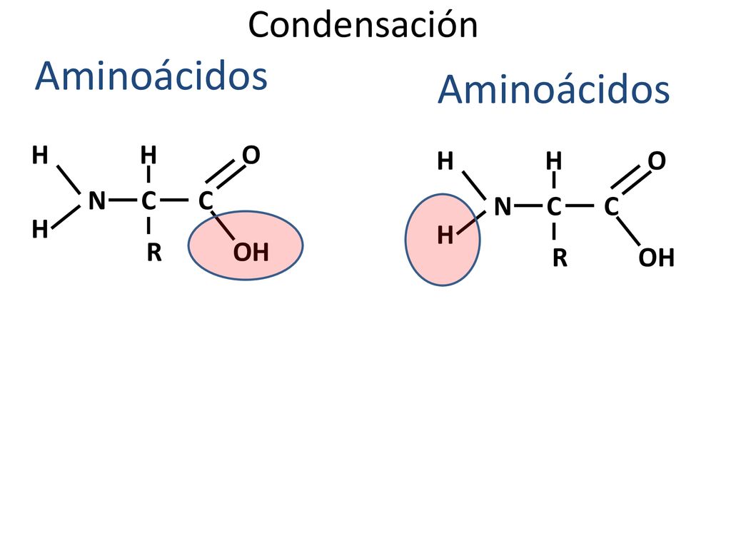 Aminoácidos Aminoácidos Condensación H H O H H O N C C N C C H H R OH