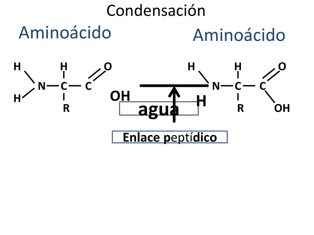 agua Aminoácido Aminoácido Condensación H OH Enlace peptídico H H O H