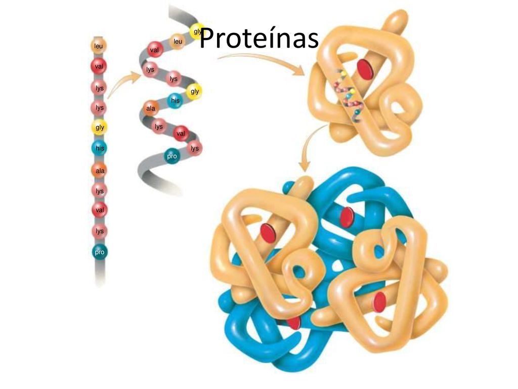 Proteínas Figure :3-13 Title: The four levels of protein structure