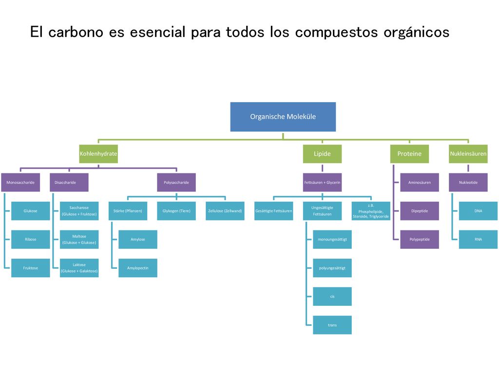 El carbono es esencial para todos los compuestos orgánicos