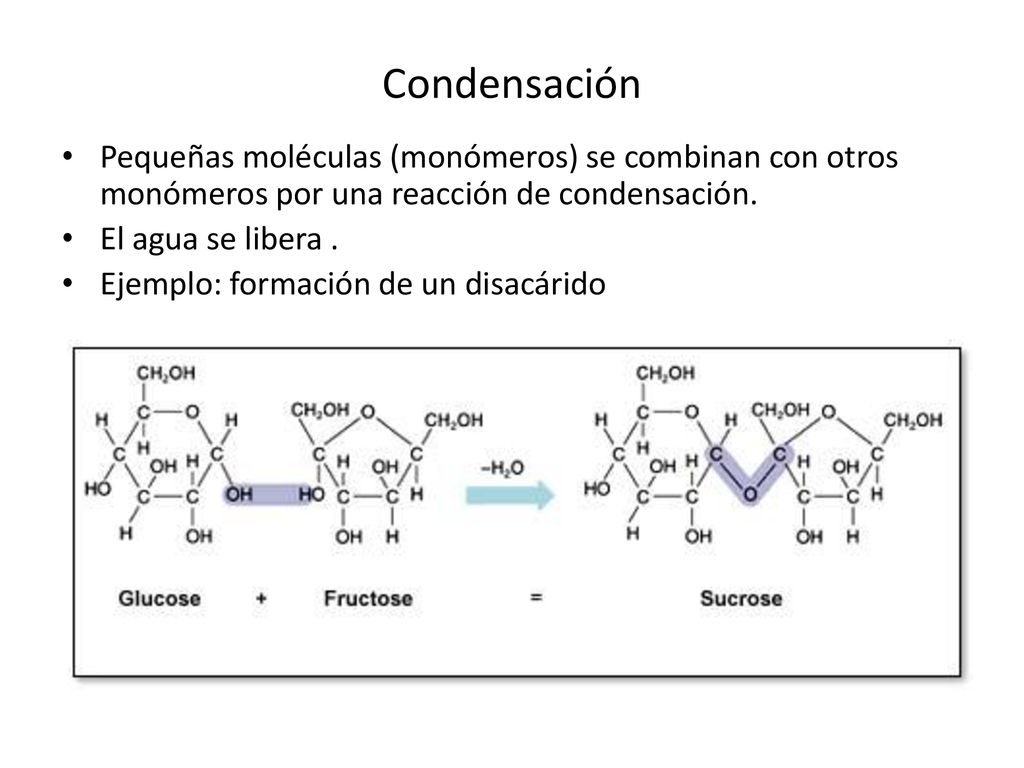 Condensación Pequeñas moléculas (monómeros) se combinan con otros monómeros por una reacción de condensación.