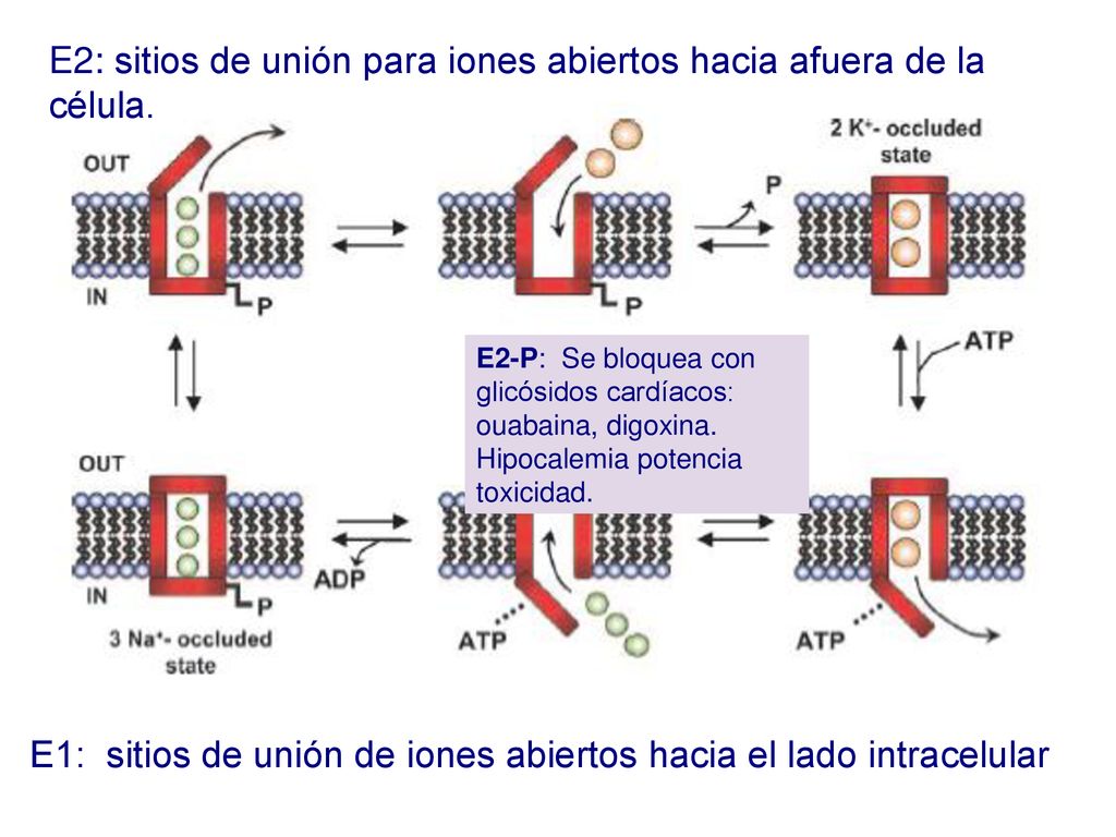 E2: sitios de unión para iones abiertos hacia afuera de la célula.