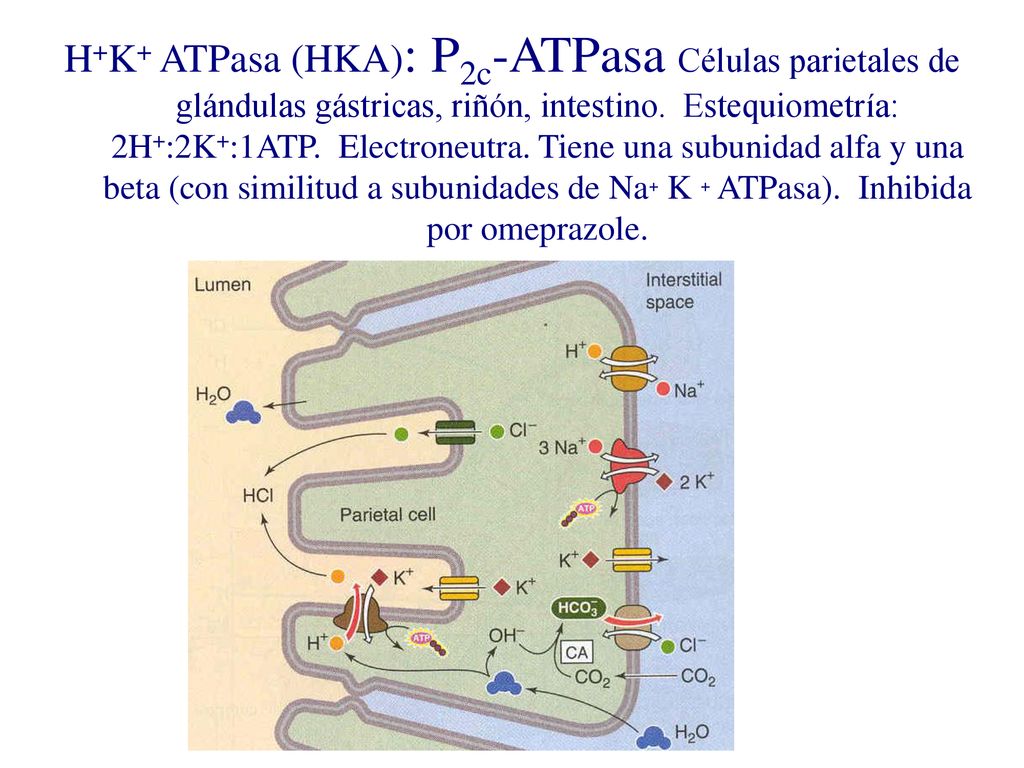 H+K+ ATPasa (HKA): P2c-ATPasa Células parietales de glándulas gástricas, riñón, intestino.