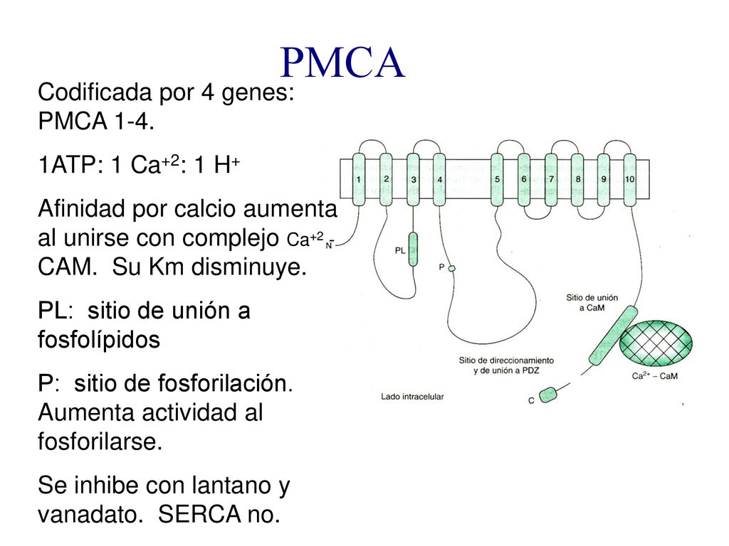 PMCA Codificada por 4 genes: PMCA ATP: 1 Ca+2: 1 H+