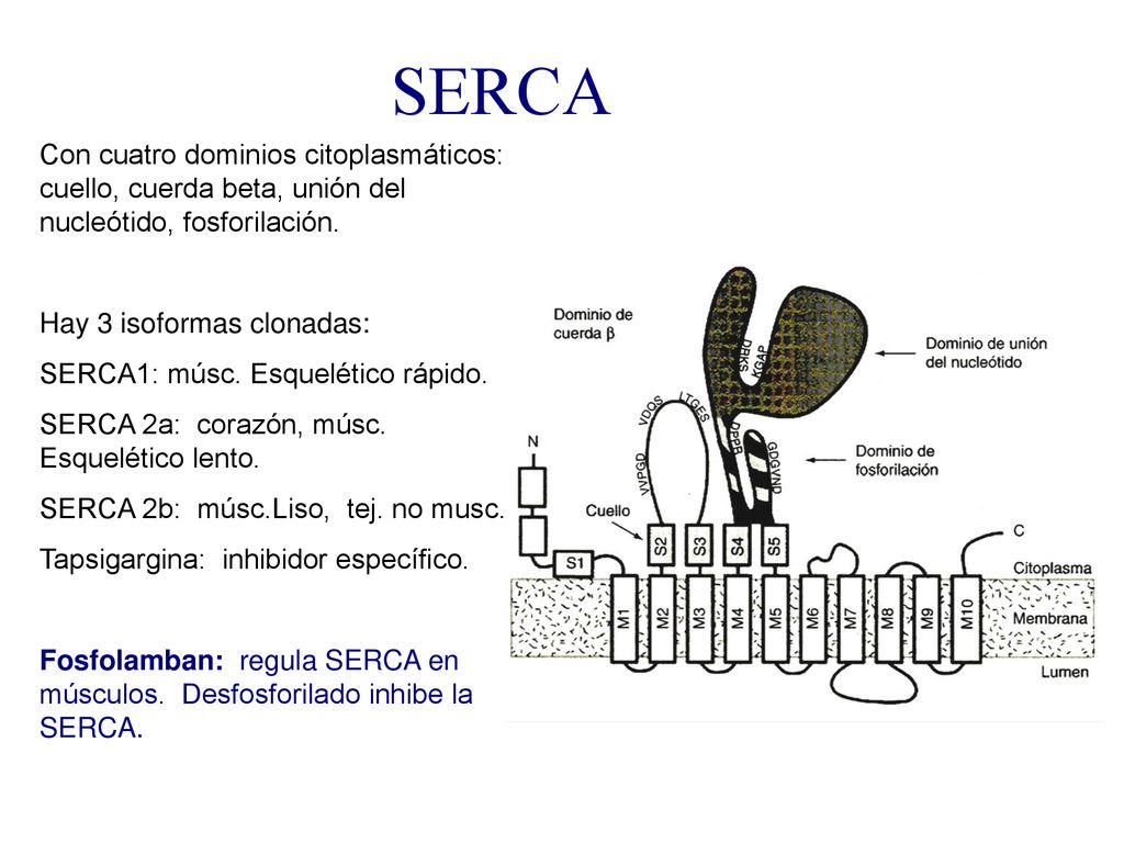 SERCA Con cuatro dominios citoplasmáticos: cuello, cuerda beta, unión del nucleótido, fosforilación.