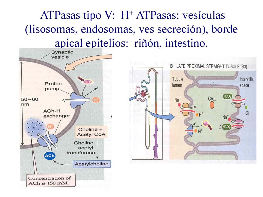 ATPasas tipo V: H+ ATPasas: vesículas (lisosomas, endosomas, ves secreción), borde apical epitelios: riñón, intestino.