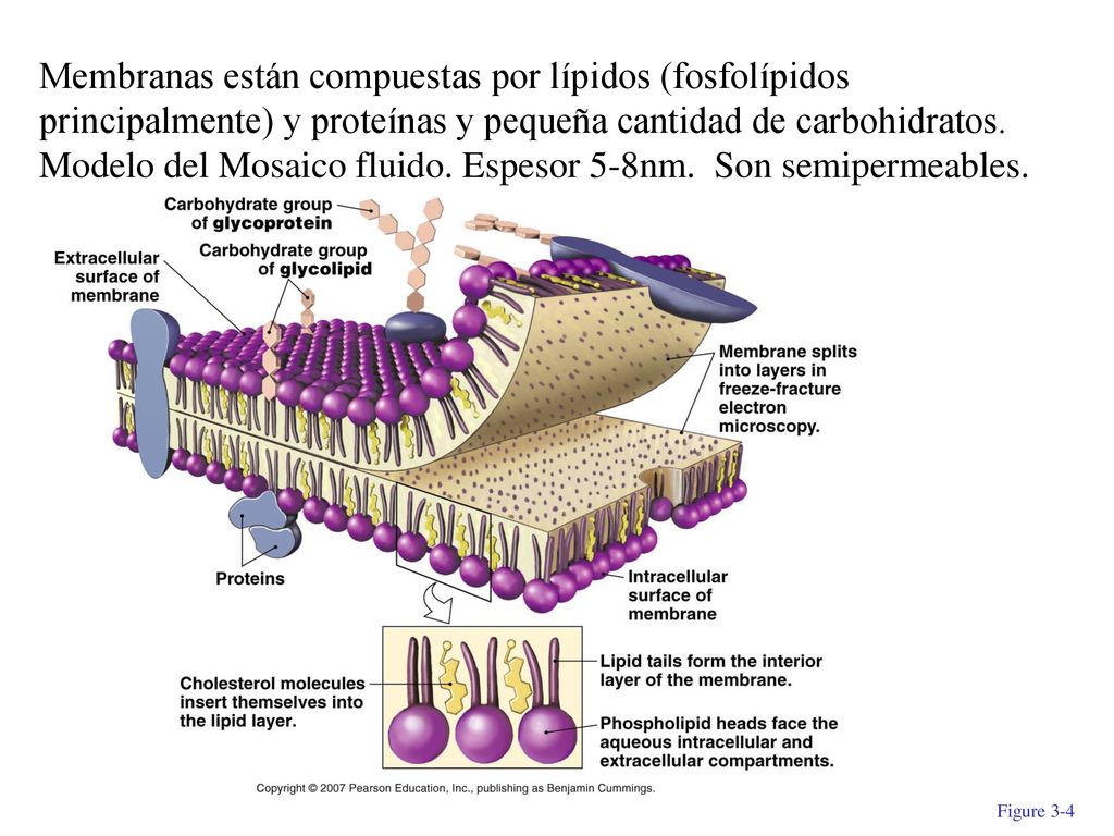 Membranas están compuestas por lípidos (fosfolípidos principalmente) y proteínas y pequeña cantidad de carbohidratos. Modelo del Mosaico fluido. Espesor 5-8nm. Son semipermeables.