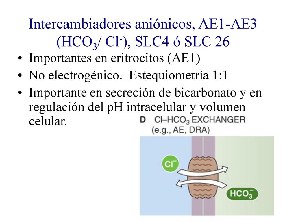 Intercambiadores aniónicos, AE1-AE3 (HCO3/ Cl-), SLC4 ó SLC 26