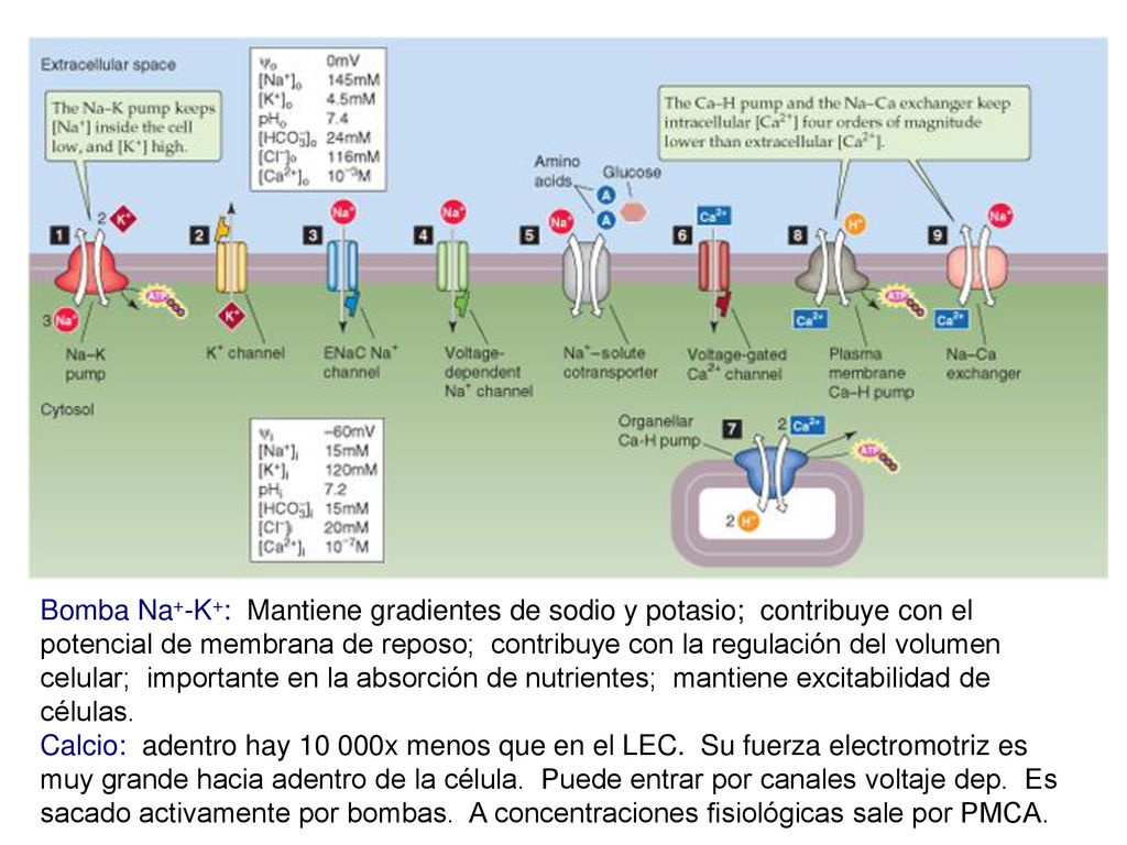 Bomba Na+-K+: Mantiene gradientes de sodio y potasio; contribuye con el potencial de membrana de reposo; contribuye con la regulación del volumen celular; importante en la absorción de nutrientes; mantiene excitabilidad de células.
