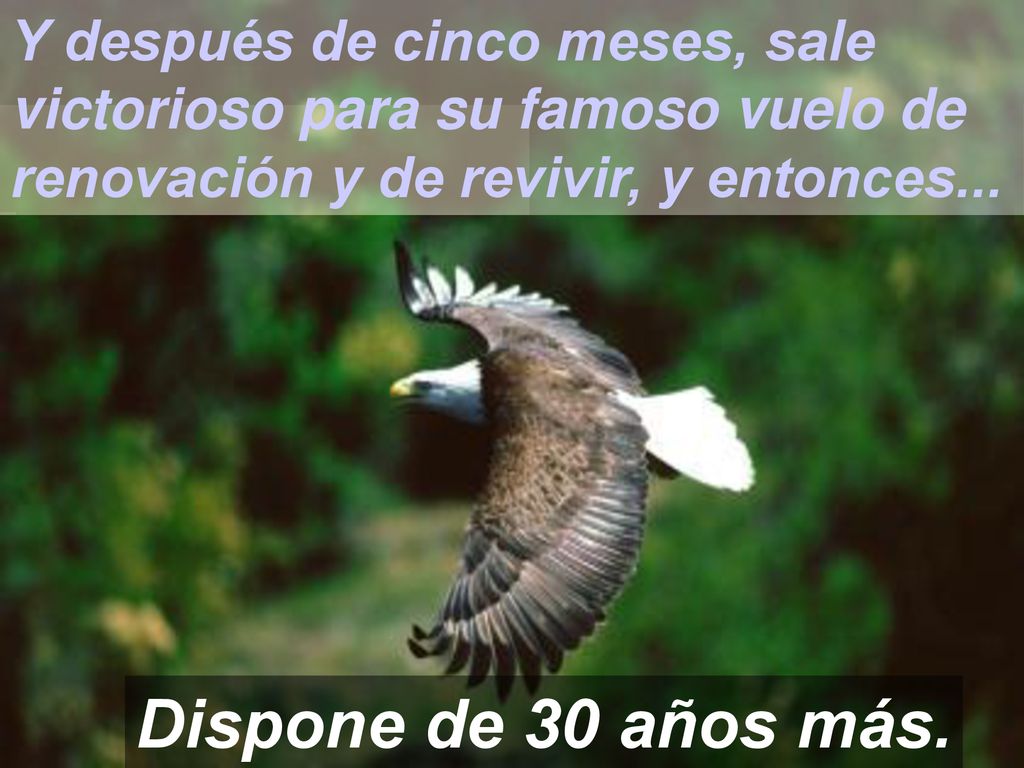 Y después de cinco meses, sale victorioso para su famoso vuelo de renovación y de revivir, y entonces...
