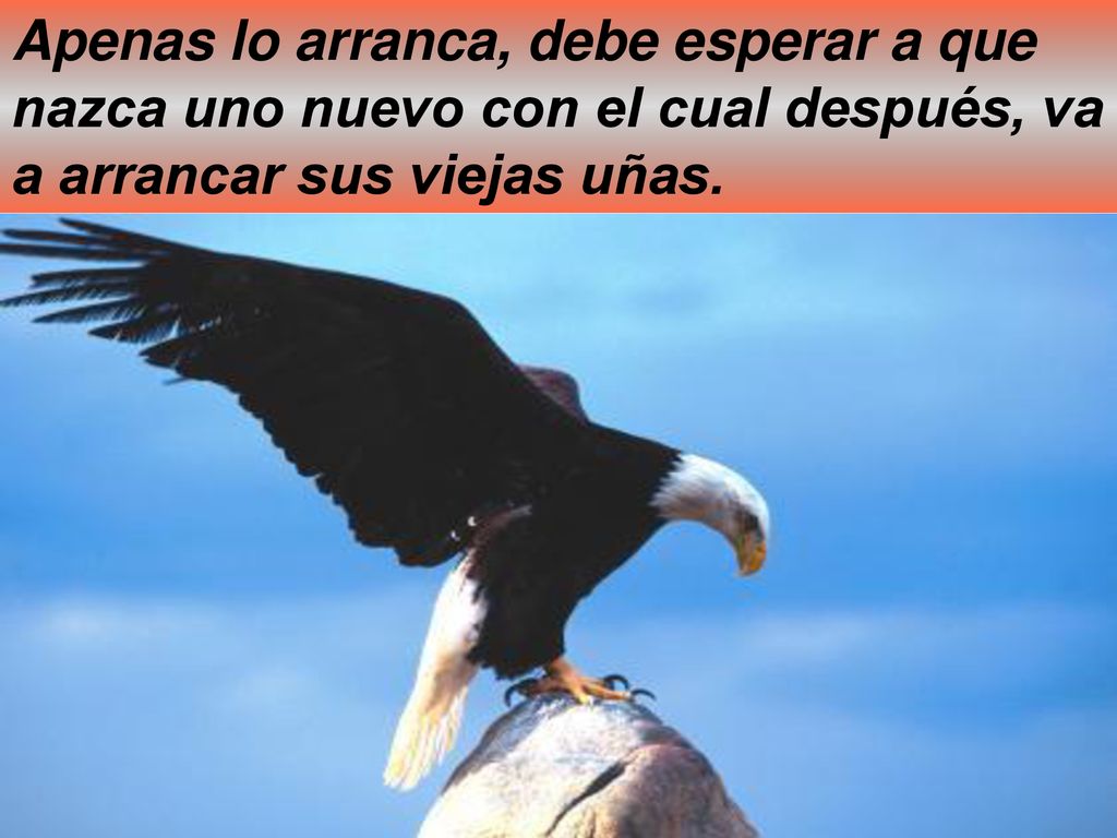 Apenas lo arranca, debe esperar a que nazca uno nuevo con el cual después, va a arrancar sus viejas uñas.