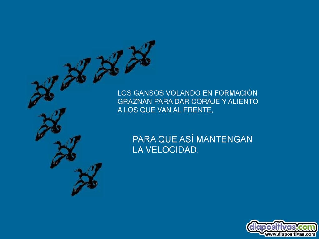 PARA QUE ASÍ MANTENGAN LA VELOCIDAD. LOS GANSOS VOLANDO EN FORMACIÓN