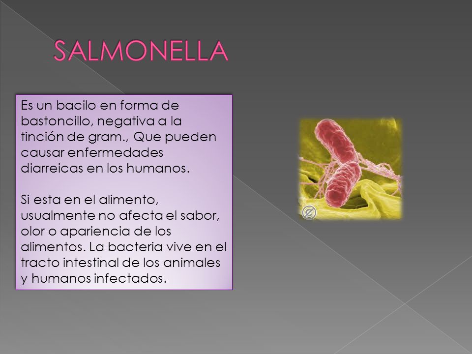 SALMONELLA Es un bacilo en forma de bastoncillo, negativa a la tinción de gram., Que pueden causar enfermedades diarreicas en los humanos.