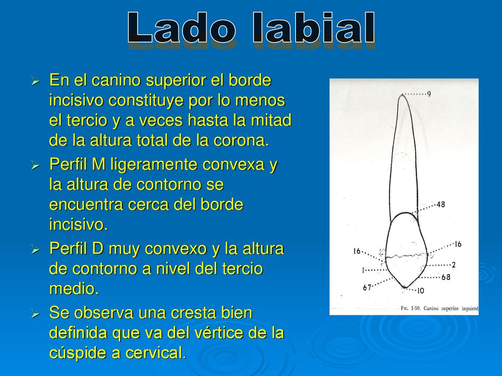 Lado labial En el canino superior el borde incisivo constituye por lo menos el tercio y a veces hasta la mitad de la altura total de la corona.