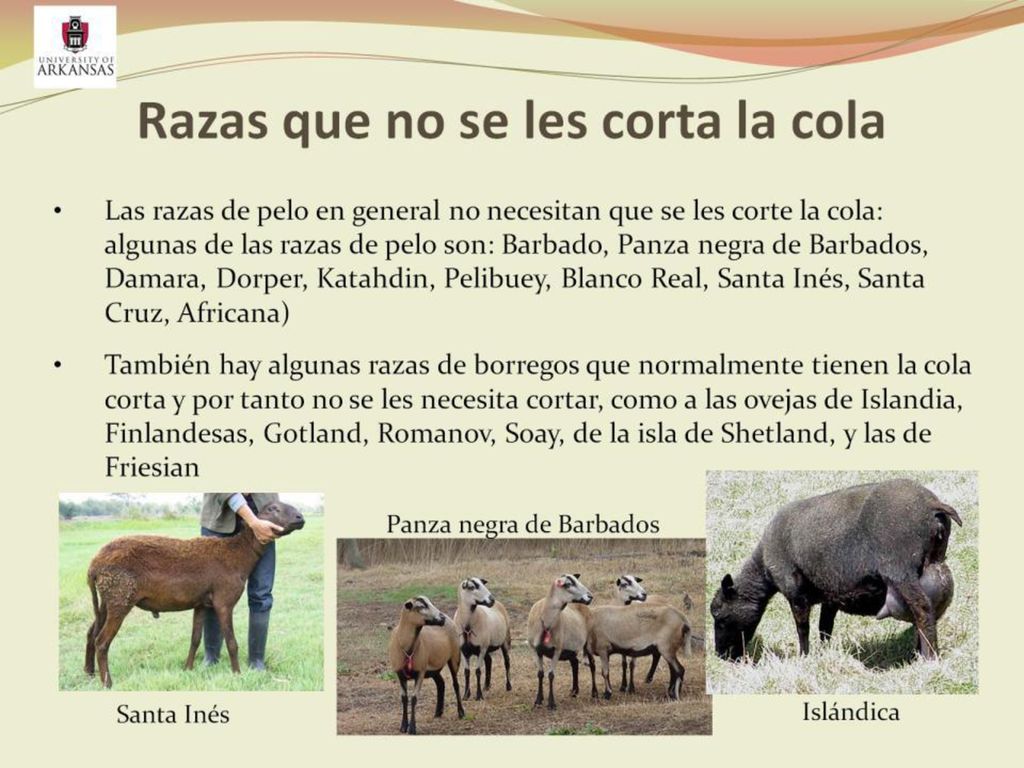 Razas que no se les corta la cola