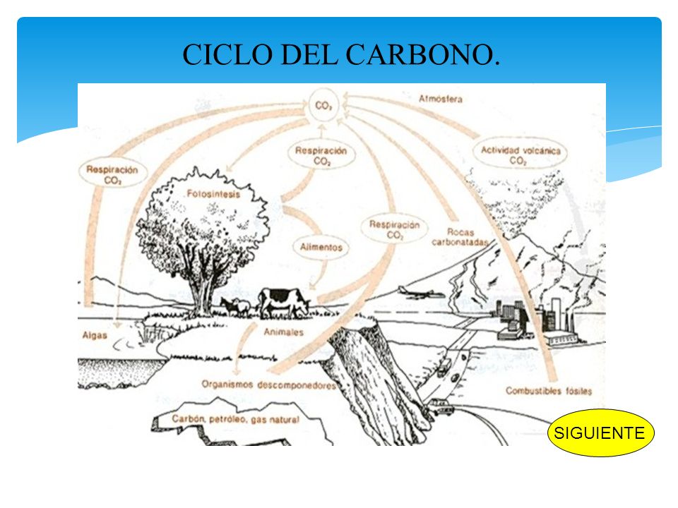 CICLO DEL CARBONO. SIGUIENTE