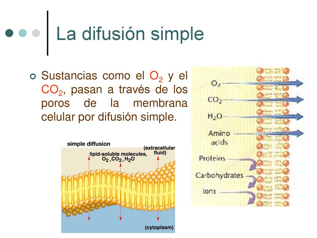 La difusión simple Sustancias como el O2 y el CO2, pasan a través de los poros de la membrana celular por difusión simple.