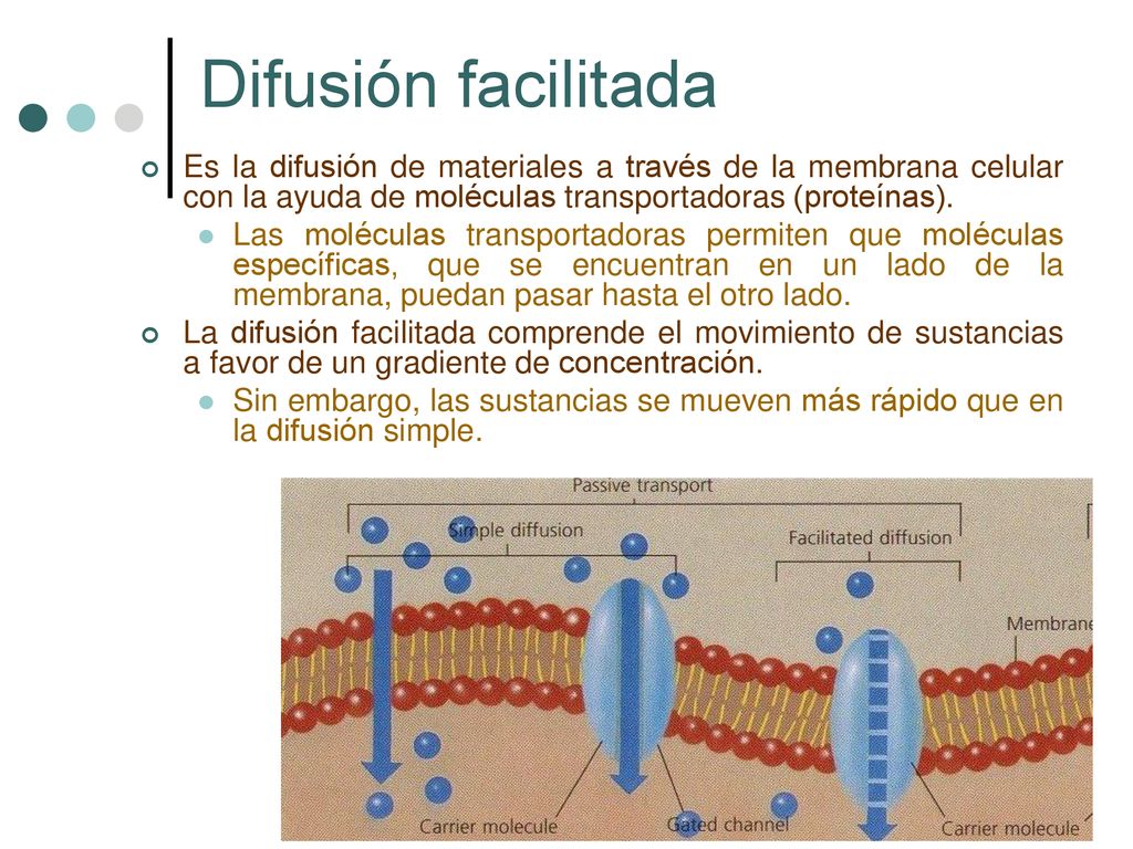 Difusión facilitada Es la difusión de materiales a través de la membrana celular con la ayuda de moléculas transportadoras (proteínas).