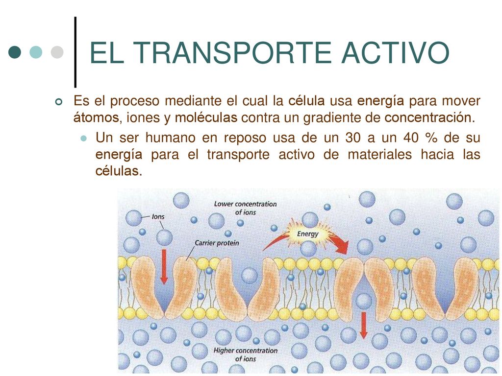 EL TRANSPORTE ACTIVO Es el proceso mediante el cual la célula usa energía para mover átomos, iones y moléculas contra un gradiente de concentración.
