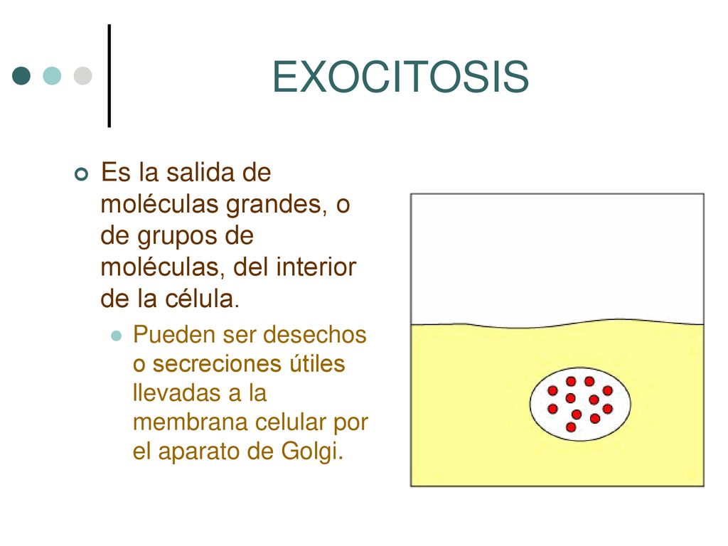 EXOCITOSIS Es la salida de moléculas grandes, o de grupos de moléculas, del interior de la célula.