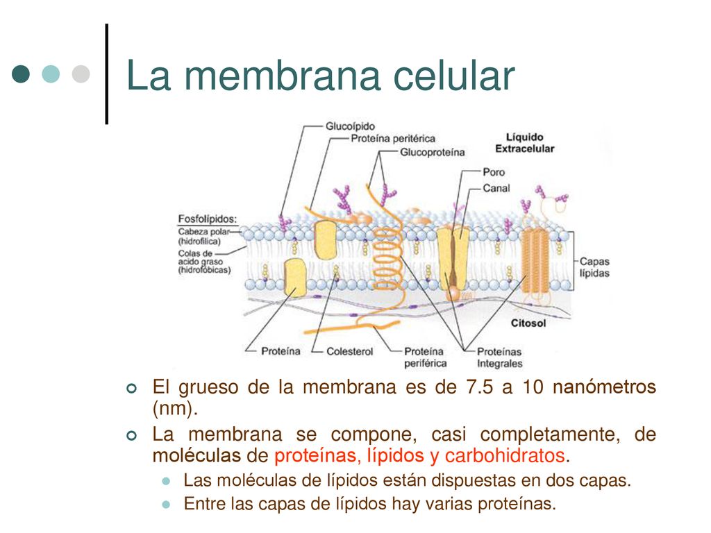 La membrana celular El grueso de la membrana es de 7.5 a 10 nanómetros (nm).