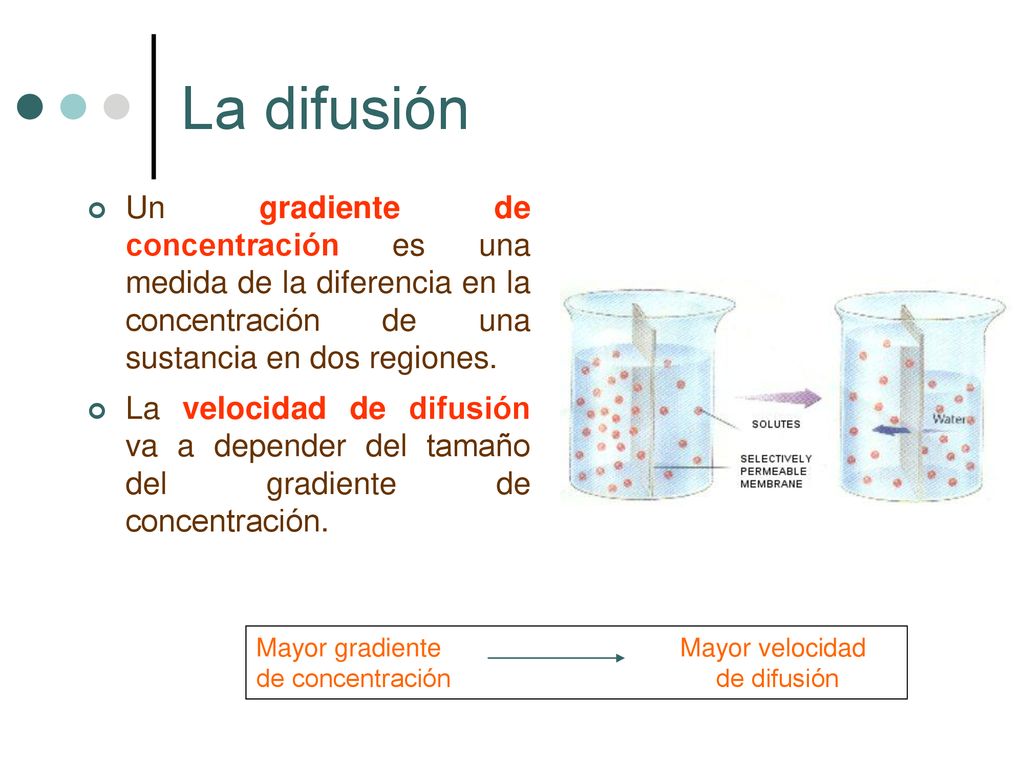 La difusión Un gradiente de concentración es una medida de la diferencia en la concentración de una sustancia en dos regiones.