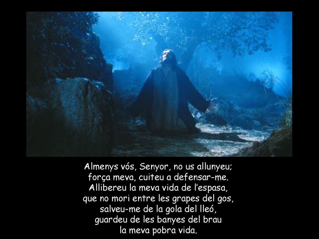 Almenys vós, Senyor, no us allunyeu; força meva, cuiteu a defensar-me.