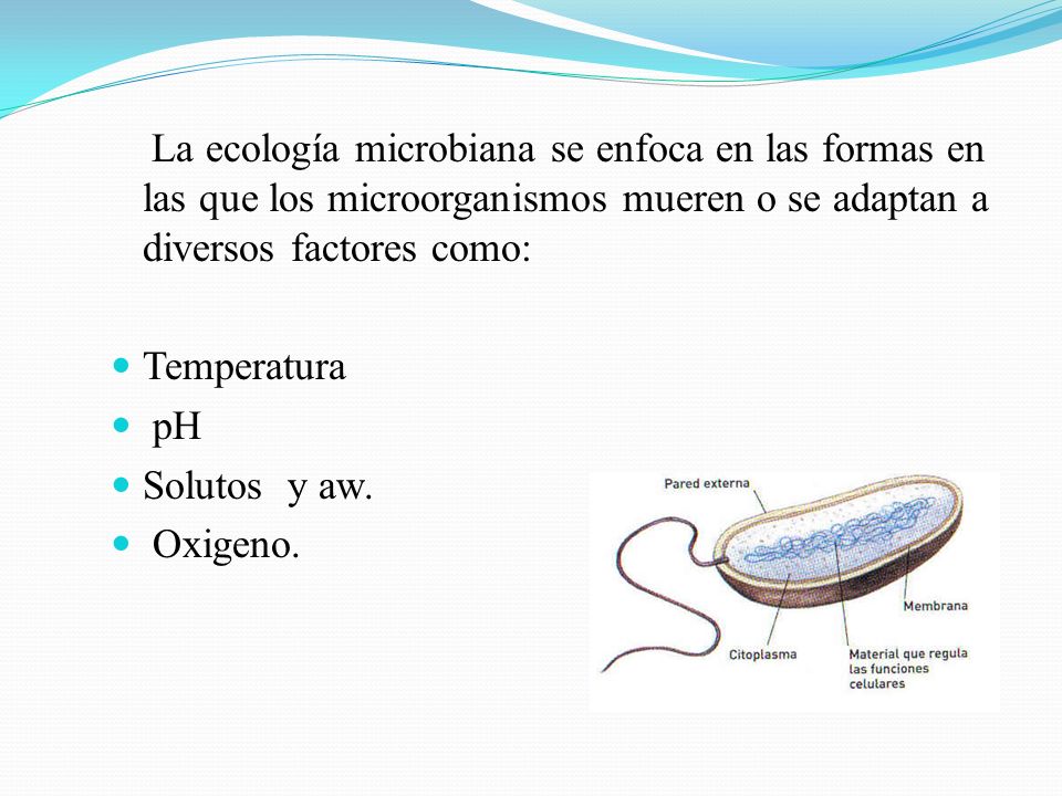 La ecología microbiana se enfoca en las formas en las que los microorganismos mueren o se adaptan a diversos factores como: